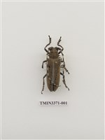 藏品(桑天牛)的圖片